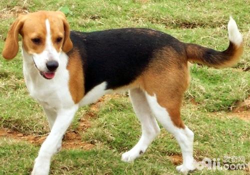 比格犬
