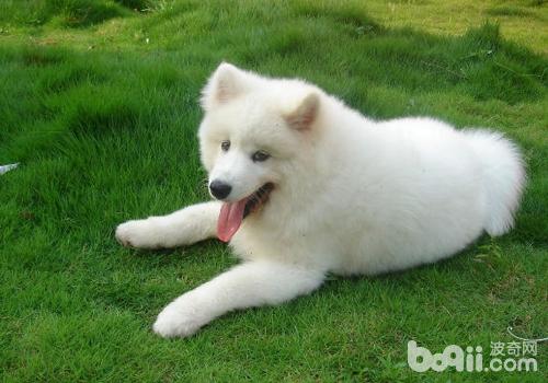 薩摩耶犬