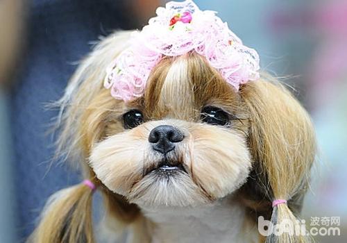 西施犬