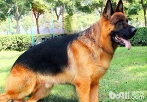 德國牧羊犬