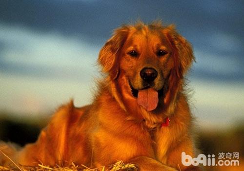 金毛犬