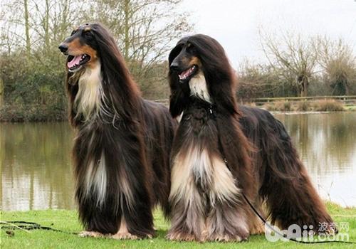 阿富汗獵犬
