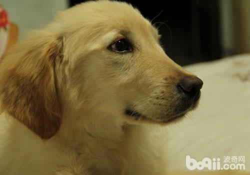 金毛犬