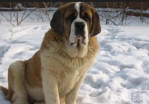 聖伯納犬