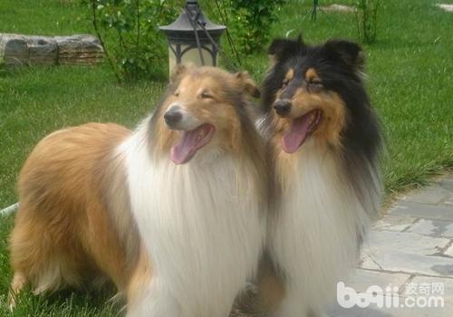 蘇格蘭牧羊犬