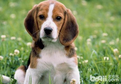 比格犬