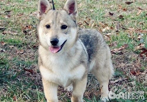 瑞典柯基犬