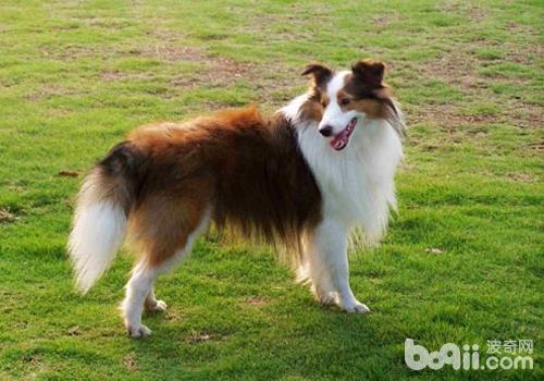 喜樂蒂牧羊犬