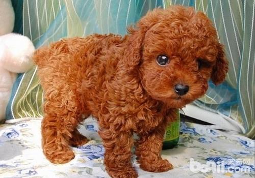 泰迪犬