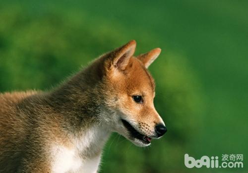 柴犬