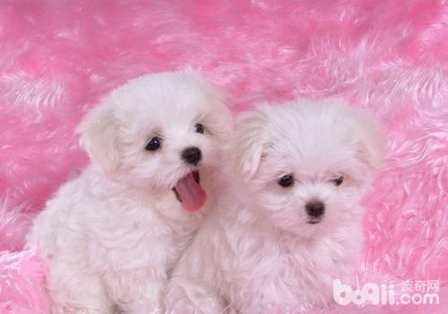 比熊犬