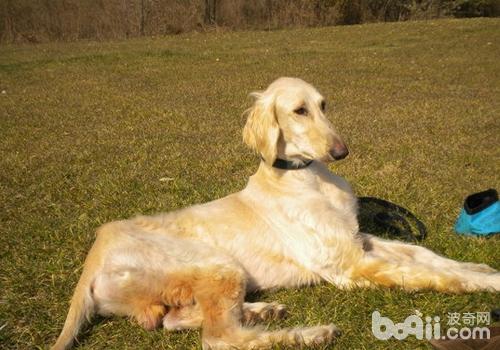 阿富汗獵犬