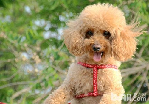 貴賓犬