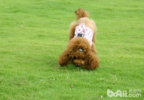 貴賓犬