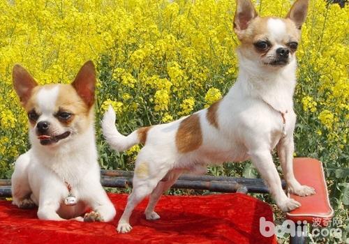 吉娃娃犬