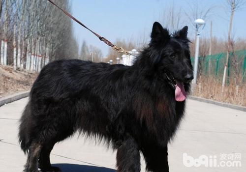 比利時牧羊犬