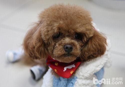 貴賓犬