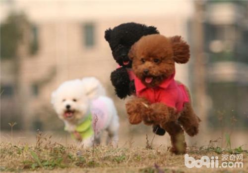 貴賓犬