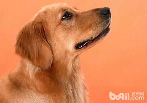 金毛犬