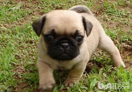巴哥犬
