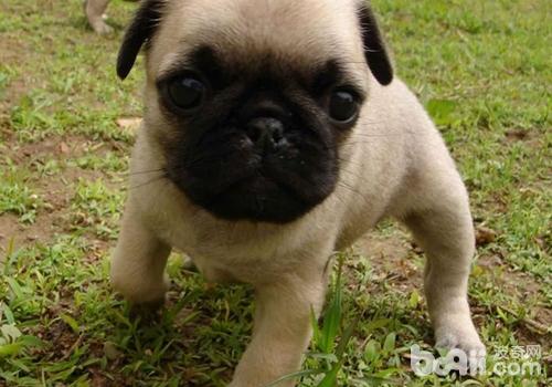 巴哥犬