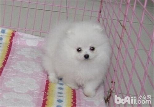 博美犬