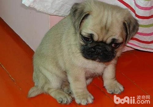 巴哥犬