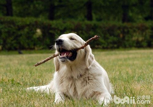 金毛犬
