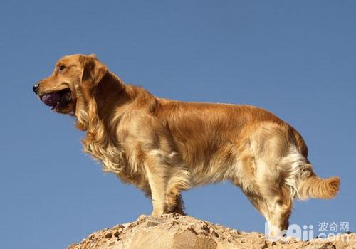 金毛犬