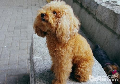 貴賓犬
