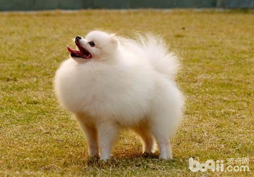博美犬