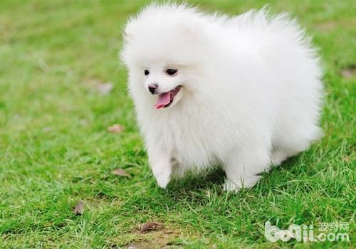 博美犬