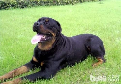 羅威納犬