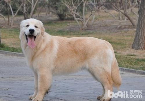 金毛犬