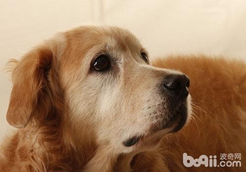 金毛犬