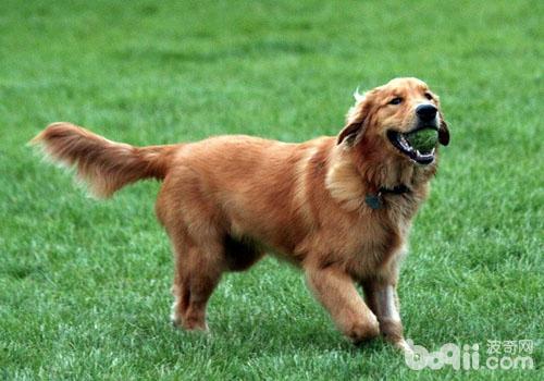 金毛犬