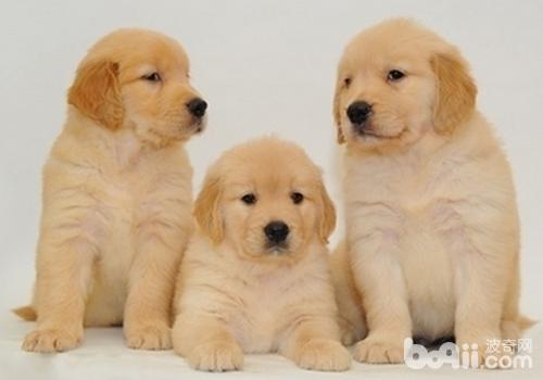 金毛犬