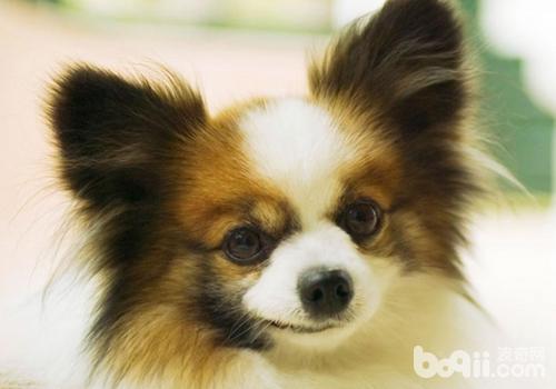 蝴蝶犬