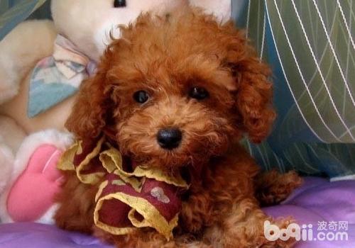 泰迪犬