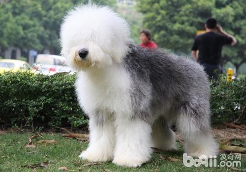 英國古代牧羊犬