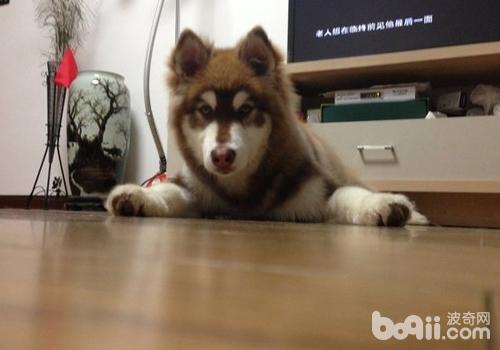 阿拉斯加雪橇犬