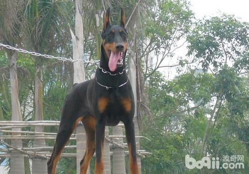杜賓犬
