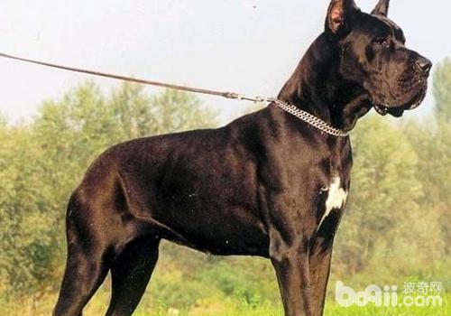 大丹犬