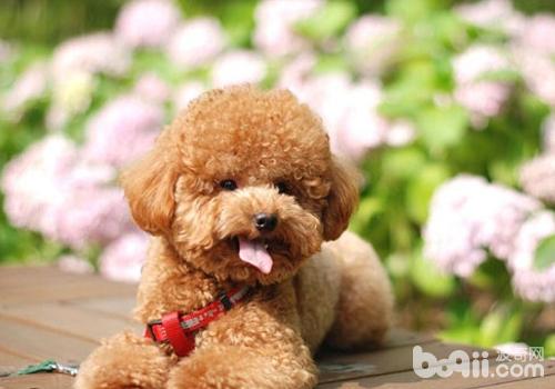 泰迪犬