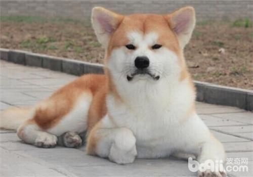 秋田犬
