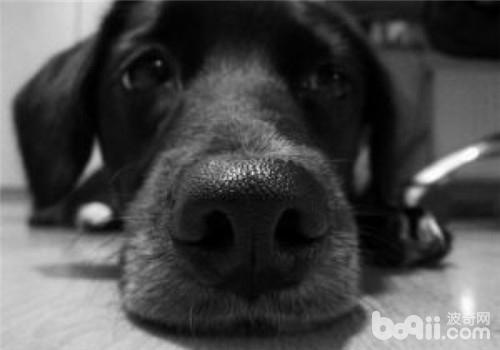 拉布拉多獵犬