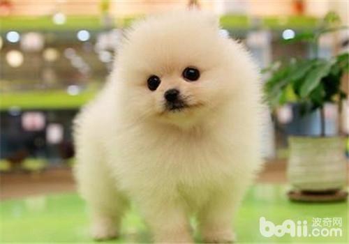 博美犬