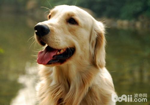 金毛犬