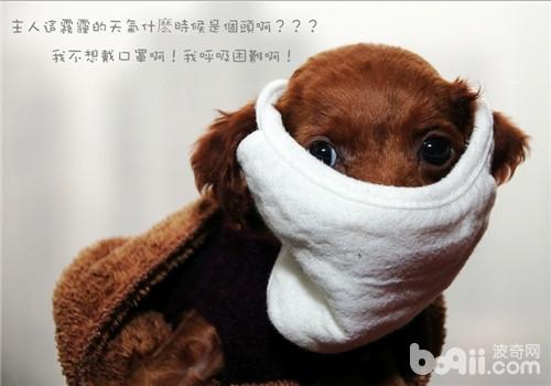 貴賓犬