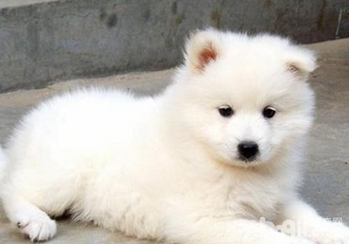 薩摩耶犬